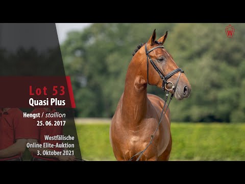 Online Elite-Auktion Lot 53 Quasi Plus Hengst v. Quasimodo van de Molendreef - Quinta Real