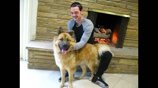 Video preview image #1 German Shepherd Dog-Unknown Mix Puppy For Sale in Enfield, CT, USA