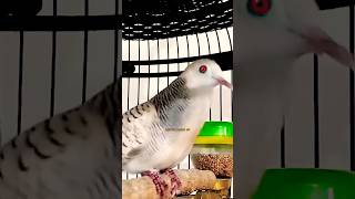 Download lagu SUARA PERKUTUT SILVER GACOR IRAMA ENAK BUAT PANCINGAN ‼️ mp3 Download lagu SUARA PERKUTUT SILVER GACOR IRAMA ENAK BUAT PANCINGAN ‼️ mp3