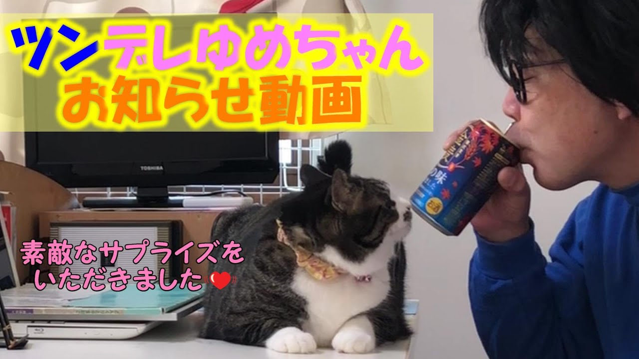 ツンデレゆめちゃん お知らせ動画【#捨て猫#子猫保護#成長記録#野良猫】