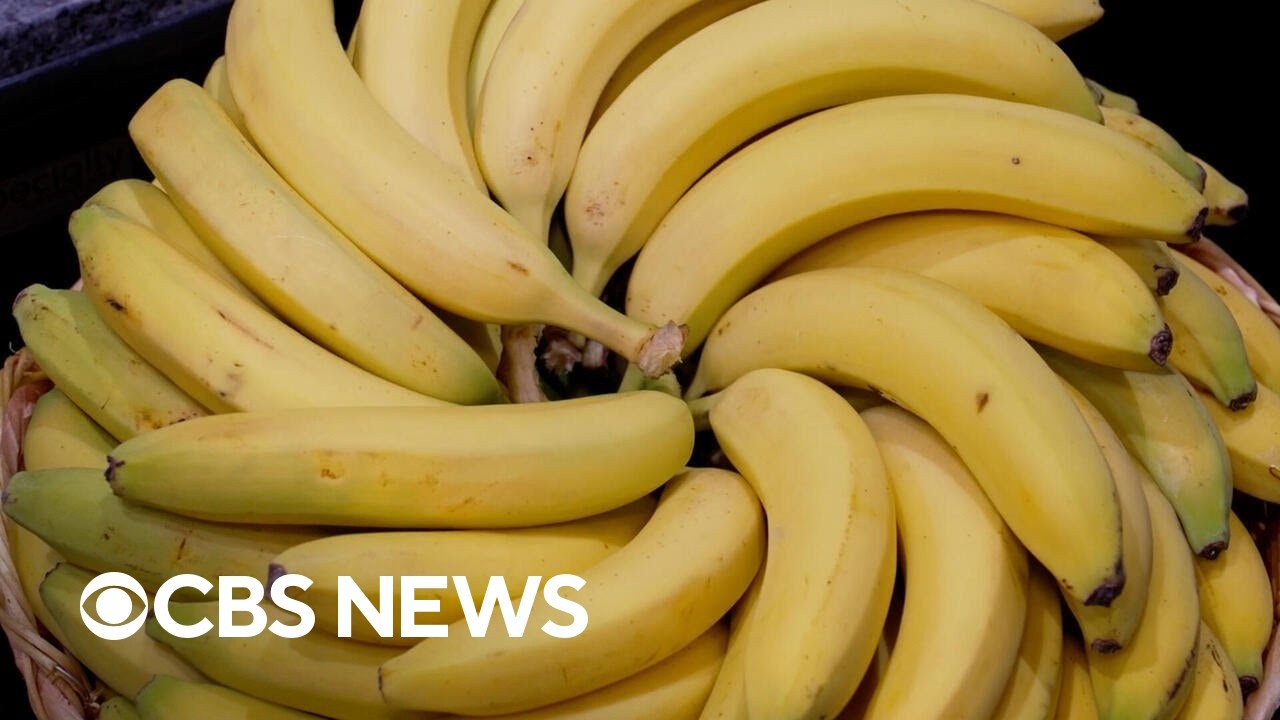 Professional banana ripeners control fruit quality through temperature and ethylene gas management