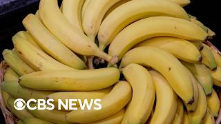 Professional banana ripeners control fruit quality through temperature and ethylene gas management