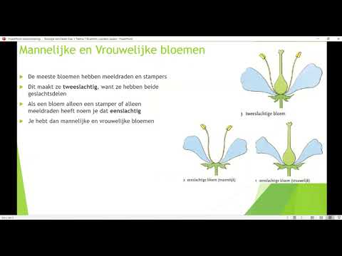 Klas 1 Thema 7 Bloemen, vruchten, zaden: Mannelijke en vrouwelijke bloemen