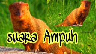 Download lagu Suara Garangan Mp3 paling Cocok Buat Pikat 💯% Garangan Datang mp3 Download lagu Suara Garangan Mp3 paling Cocok Buat Pikat 💯% Garangan Datang mp3