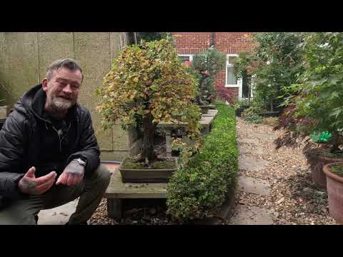 Bonsai techniques: Collecting trees from nature (Yamadori) by Harry Harrington
