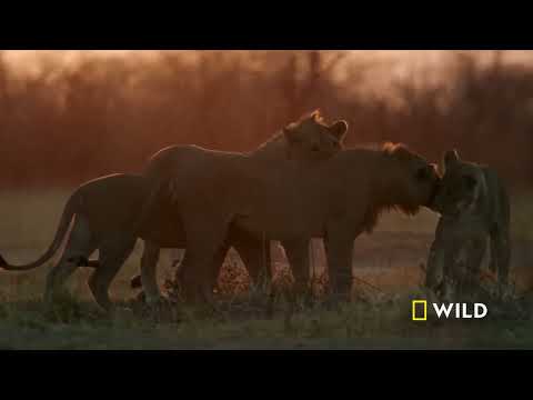 Nat Geo X Tavreed X Nikhil X Sannidhya Bhuyan - Love and live