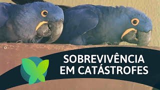 Miniatura do vídeo