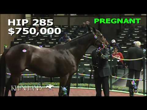 Hip 285, Arena Elvira - 2013 November Breeding Stock Sale