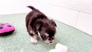 ハーフ犬の動画01