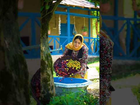 Sour Ice Pop and Processed Sour Fruit (Wild Plum and Sour Cherry)