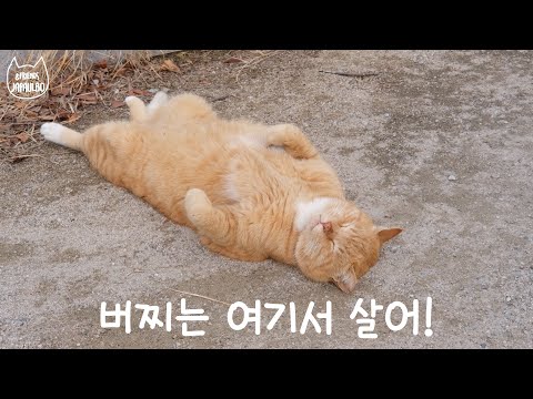 버찌는 여기서 살어! 엄마는 갈게..