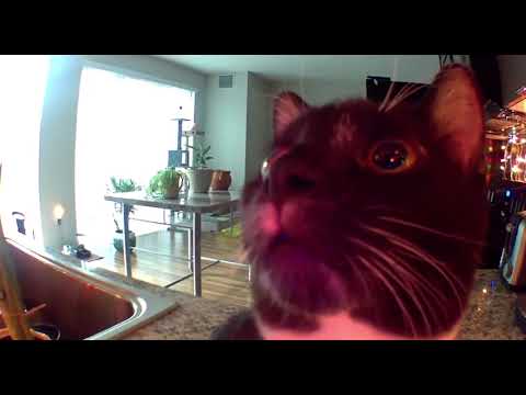 Kitten thinks I’m stuck in camera (FULL VERSION)