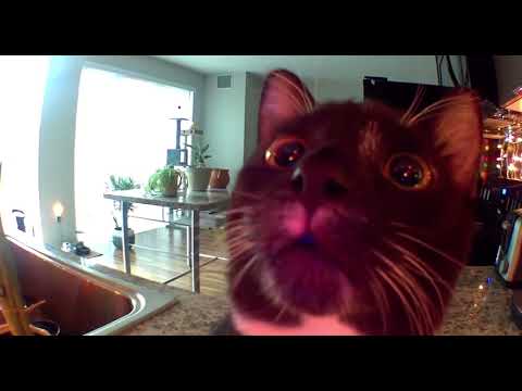 Kitten thinks I’m stuck in camera (FULL VERSION) ORIGINAL