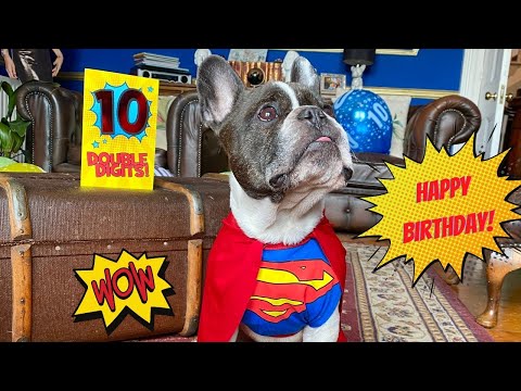French Bulldog Eric Charming's 10th birthday!