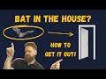 The Ultimate Guide To Bat Removal