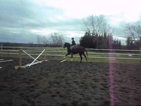 City View Equestrian's Peg O' My Heart - December