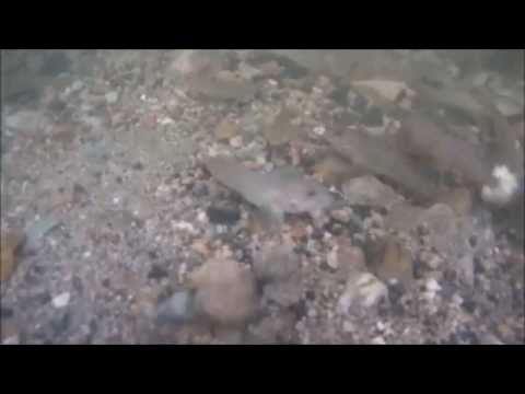 Hlaváč černoústý