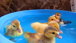 Ketika Menemukan Bebek Bebek Lucu Melompat & Berenang Minum Air Dikolam Warna Warni Pelangi