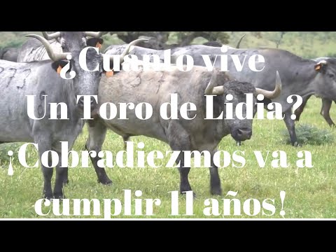 ¿CUÁNTO VIVE UN TORO DE LIDIA? El Bravísimo Toro Indultado COBRADIEZMOS VA A cumplir 11 AÑOS