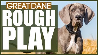 How To Stop Your GREAT DANE PLAYING ROUGH