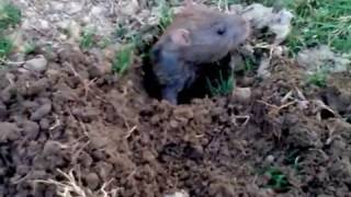 Rat making his burrow / home