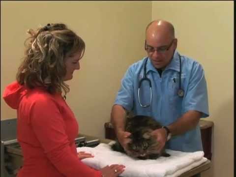The Importance of a Yearly Physical Exam for your Cat