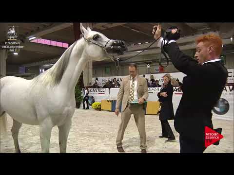 N.188 CREOLA LC - Verona 2017 - 7-9 Years Old Mares (Class 8)