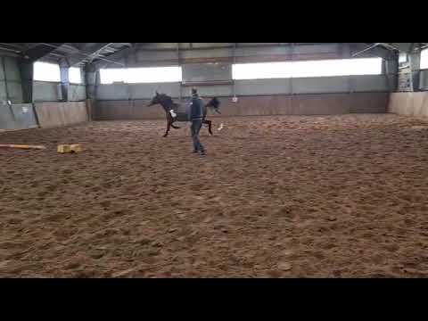 4j Stute v Feinrich - San Amour 168cm for sale