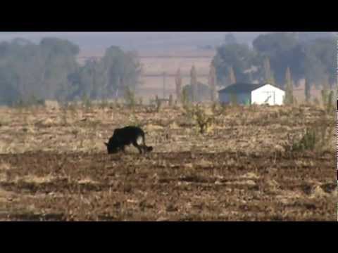 Asco IPO3 WUSV Quali 2012 Phase A score 97.MPG