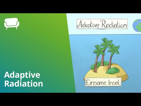 Adaptive Radiation | Biologie | Evolutionsbiologie