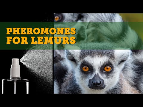 What are Pheromones and Why Do We Use Them in the New Lemur Enclosure?  - Rescue animal story