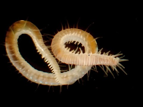 Vídeo de . <em>&copy Marcos Fernández Iglesias &dagger;