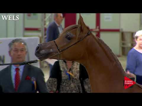 Wels 2017 - National Jr Fillies Championship
