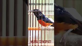 Download lagu Murai Blorok Main GACOR sujud - sujud #short mp3
