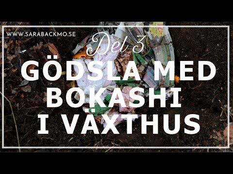 Bokashi del 3: Gödsla med bokashi i växthus