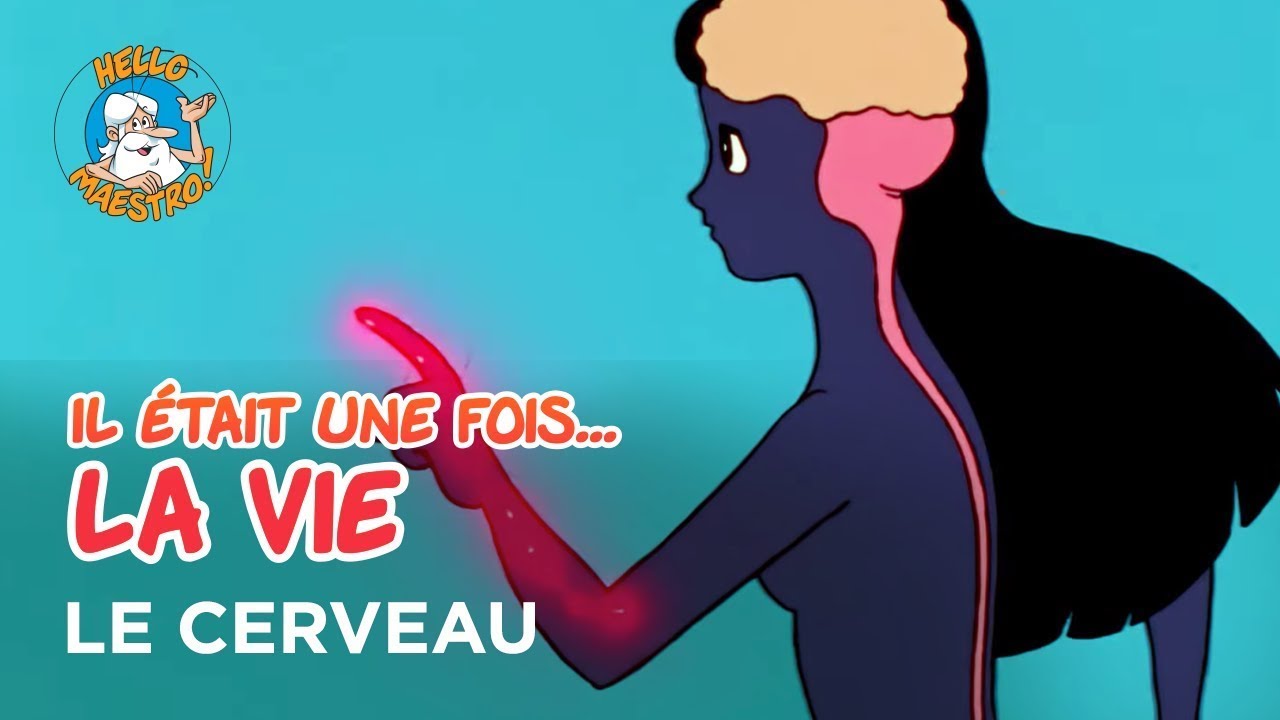 Il était une fois… la Vie 🌱- Le cerveau 🧠