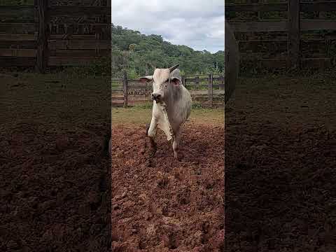 STA MARIA DO SUASSUI MG CORREGO DANTAS 14/03/26