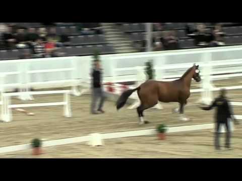 Dressurleistungszentrum Lodbergen EN First Ampere