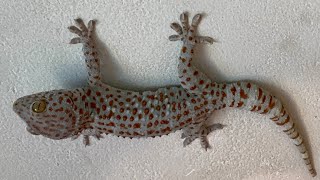 Âm thanh tắc kè kêu hay nhất | gecko sound