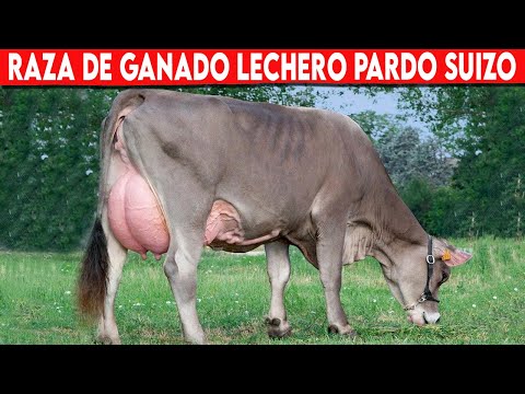 , title : '🔴 Raza De Ganado  PARDO SUIZO Ventajas y Desventajas ✅  Vacas Lecheras PARDO SUIZO //'
