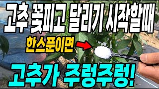 고추 꽃피고 달리기 시작할때 한스푼이면 고추가 주렁주렁달려 대박! 고추 많이따는 방법