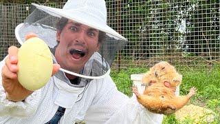 Obese Prairie Dog Ate My Beehive (and Laid an EGG!?) *cops faxed*