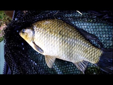 How to catch crucian carp and other information