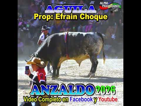 Toro Tinku de ANZALDO 2026 T6A "Simba-Aguila".#shortsviral  #almaproduccionesbolivia #toroultra