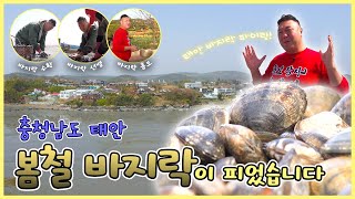 봄철 바지락이 피었습니다 - 충남 태안 [6시N내고향] / KBS대전 방송