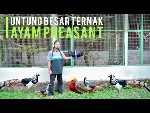 , title : 'Meraup Untung Ternak Ayam Pheasant, Ayam Hias Mahal Berbulu Eksotis'