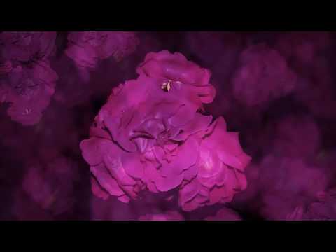 Hipnoterapija za isceljivanje na svim nivoima