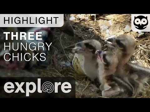 Three Hungry Osprey Chicks - Live Cam Highlight