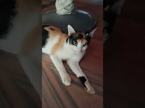 bridal sansar unnati