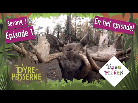 lllsint elg | Dyrepasserne S3E1 | Dyreparken